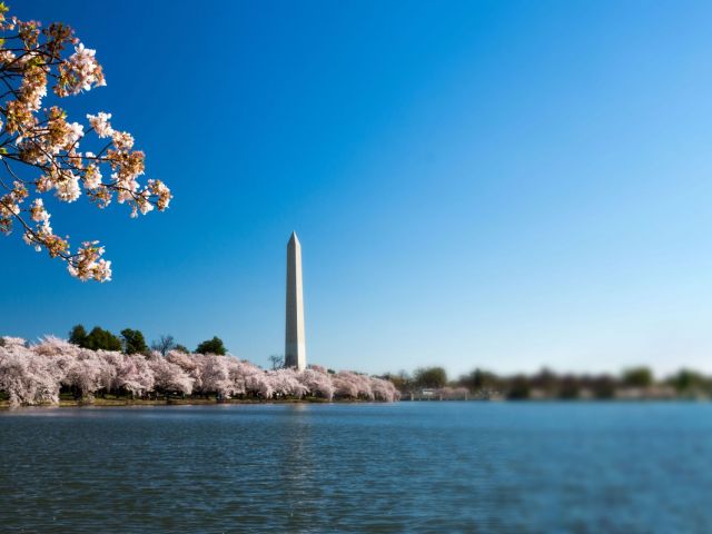 national-mall-surrounded-by-cherry-blossoms-lake-sunlight-washington-dc_3